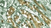 Bird flu found at Maricopa Co. commercial farm