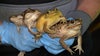 Toxic toad warning: Here's how to protect your pets