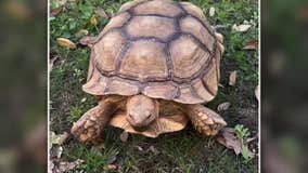 Have you seen Big Boy the tortoise? Reward for beloved missing reptile