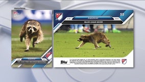 Raccoon that stormed field at Philadelphia Union game gets its own trading card