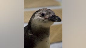 Michigan penguin wins March of the Penguin Madness