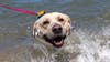 Pet-friendly Michigan state park beaches: Where to take your dog swimming this summer