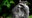 Austin apartment resident says raccoons are living inside his walls