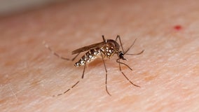 West Nile: Annual mosquito trapping season starts in Williamson County