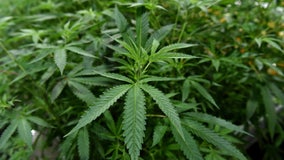 5 Texas cities sued by AG over marijuana enforcement policies