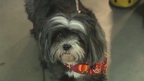 Georgetown woman scammed out of $2K for dog that never showed up