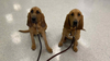 Texas passes several new veterinary bills into law