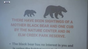 Bears spotted again at Maple Grove park
