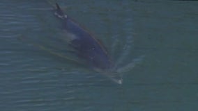 Cause of death revealed for whales that washed ashore in Long Beach, Huntington Beach