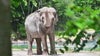 LA Zoo being sued over plans to move elephants to Oklahoma